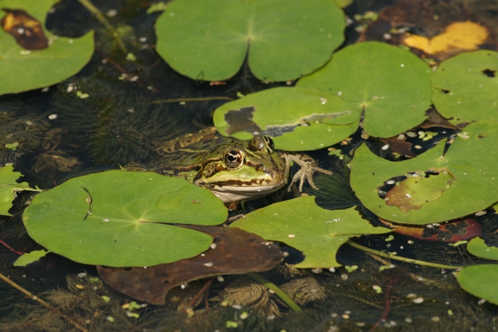 La Sauge - Grenouilles - 004